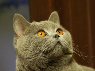 P6150106 Katze-.jpg