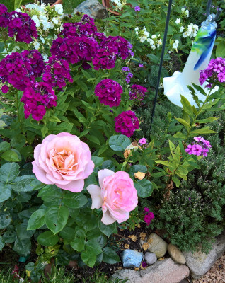 bluegirl20190719.jpg