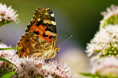 distel1.jpg