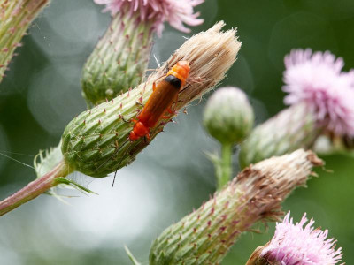 P7140721-.jpg