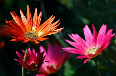 Mittagsblume_1_23-05-2007.jpg