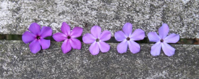 Sämlinge mit Genen von Luc's lilac.JPG