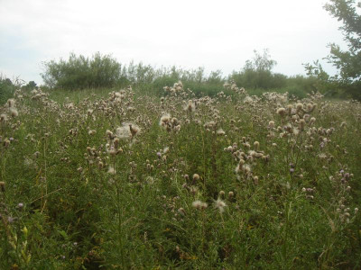 DSC06653.JPG