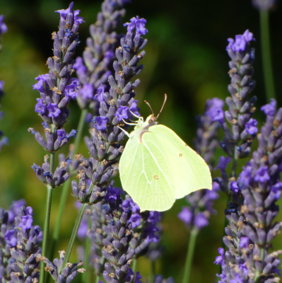 verkleinerter Zitronenfalter auf Lavendel.png