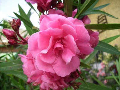 rosa_gefullt_oleander.jpg
