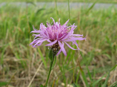 Flockenblume.JPG