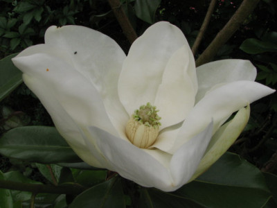 Magnolia_grandiflora_80_21-6-07.jpg
