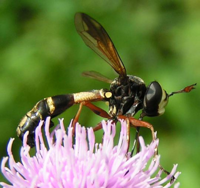 Physocephala_rufipes_-_Dickkopffliege_01.jpg