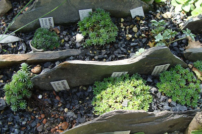 Saxifragaim Spaltenbeet.jpg