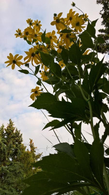 Rudbeckia Herbstsonne Ende Juli 19.jpg