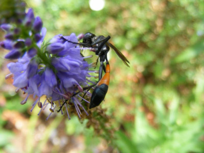 DSCF9091.JPG