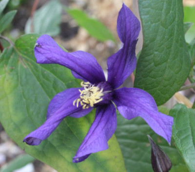 NewHendersonii1.jpg