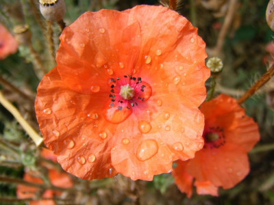 DSCF9116.JPG