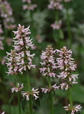 Stachy-Rosea.jpg