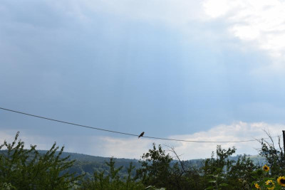 turmfalke 001.JPG