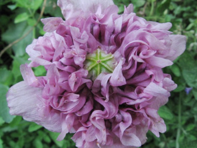 morbider_Mohn.jpg