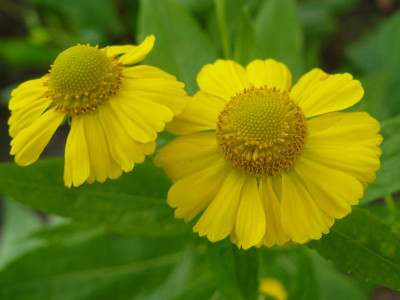 Helenium 'Butterpat'  Garten Sonnenbraut.jpg