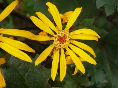 Ligularia dentata ‘Osiris Fantaisie’    Goldkolben.jpg