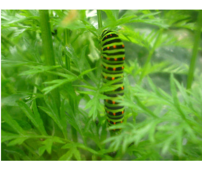 Schwalbenschwanz-Raupe_21.06.07.jpg