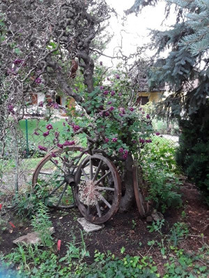 Clematis viticella Juli 19.jpg