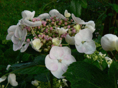 Hortensie_07_06_21.jpg