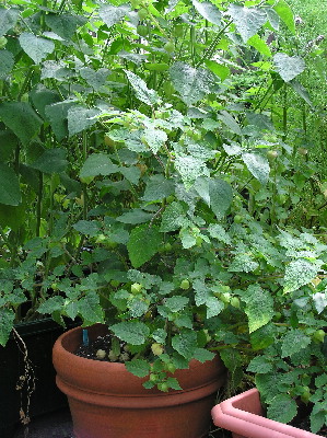 Physalis-2x.jpg