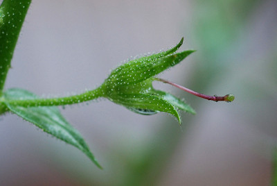 Verbluehtes-im-Regen.jpg