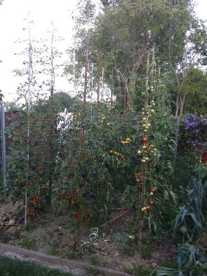 Tomaten 1986.jpg