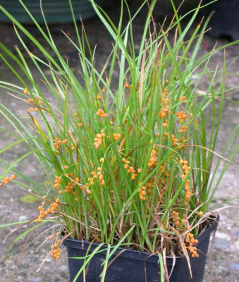 Carex_aurea.jpg