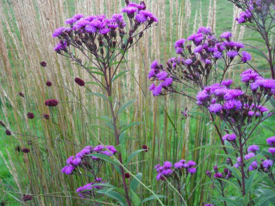 Vernonia mit Arnhem  ok DSCN9967.JPG