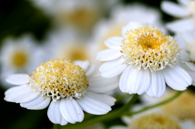 Tanacetum-Versuch.jpg