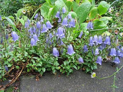 Campanula_cochleariifolia_2_fars_2007.jpg