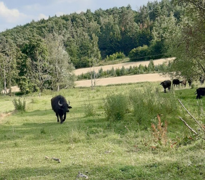 Wasserbüffel.jpg
