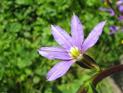 Facherblume20.06.07_030.jpg