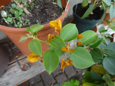 Bougainvillea.JPG