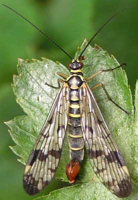 Panorpa_communis_-_Gemeine_Skorpionsfliege_02.jpg