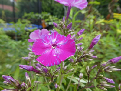 P1060004.JPG