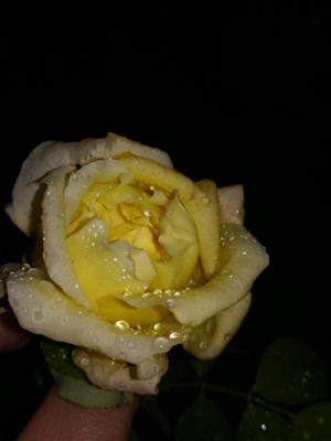 IMG_20190807_212818.jpg
