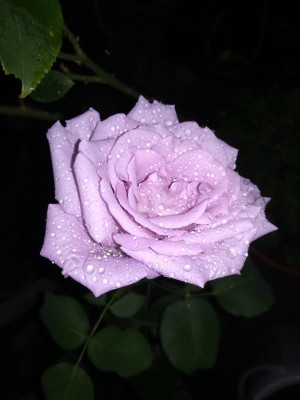 IMG_20190807_212336.jpg