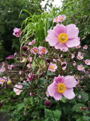 IMG_20190731_083700.jpg