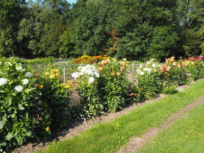 Dahlien 2019 8,8,19 ue.JPG