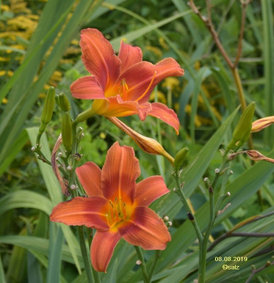 Spaetes Orange 2019.jpg