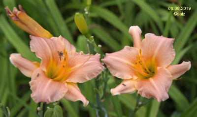 Smlg SAL KrautMSC apricospider 2019a.jpg