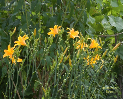 Berl. Septembersonne 2019.jpg