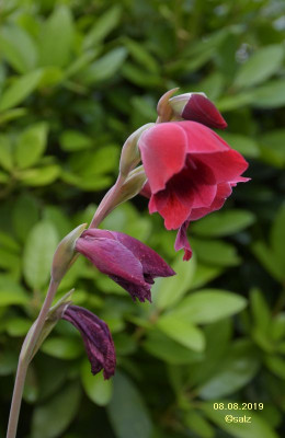 Gladiole burgunder 2019.jpg
