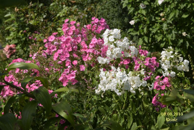Phlox 2019.jpg