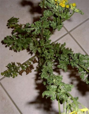 Kreuzkraut-003.jpg