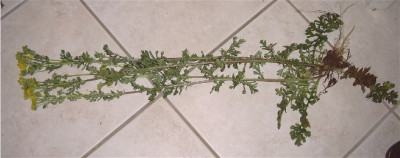 Kreuzkraut-004.jpg