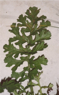 Kreuzkraut-005.jpg