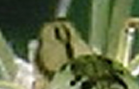 A-1-Weib_max.jpg